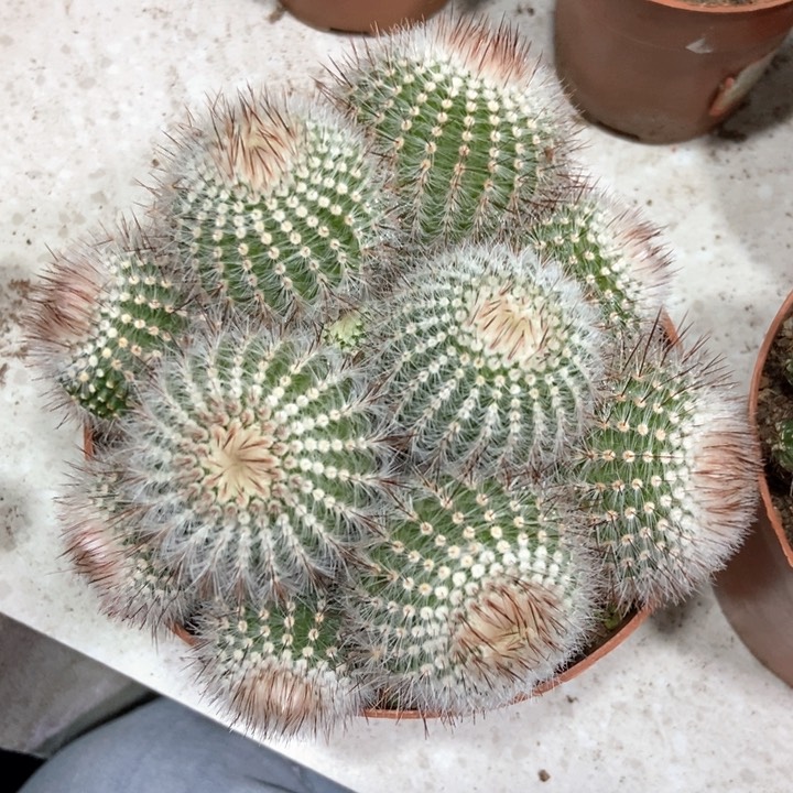 仙人球红芙蓉群一盆