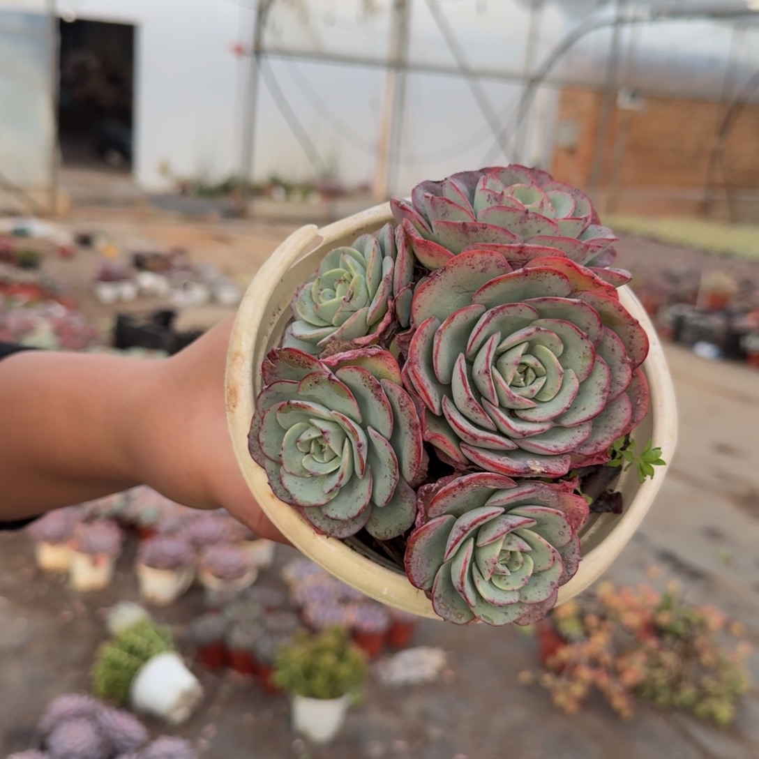 奶油黄桃五头起发