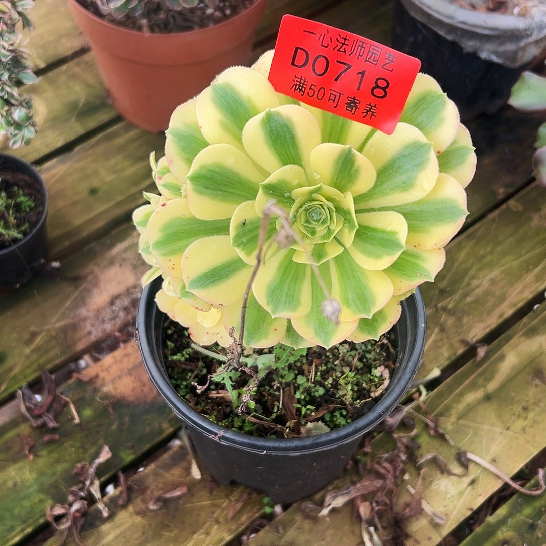 多肉植物0718多肉植物