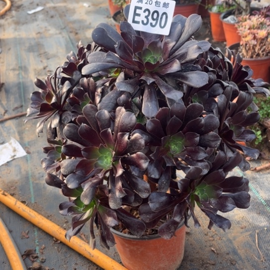 390欧紫法师不包断枝