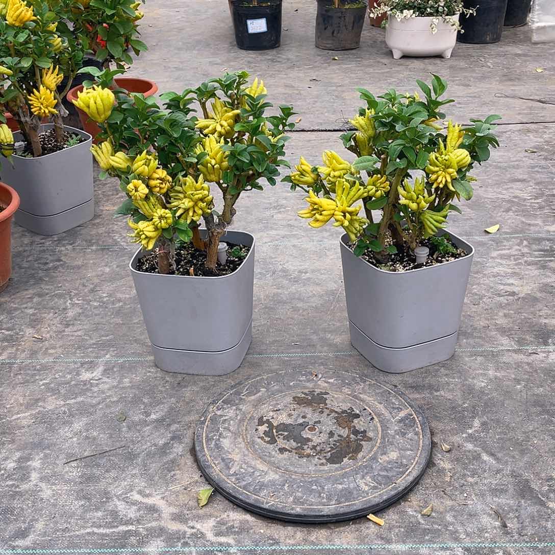 无花朵两颗千指佛手
