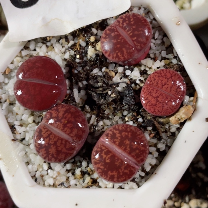 390酒红紫勋带盆