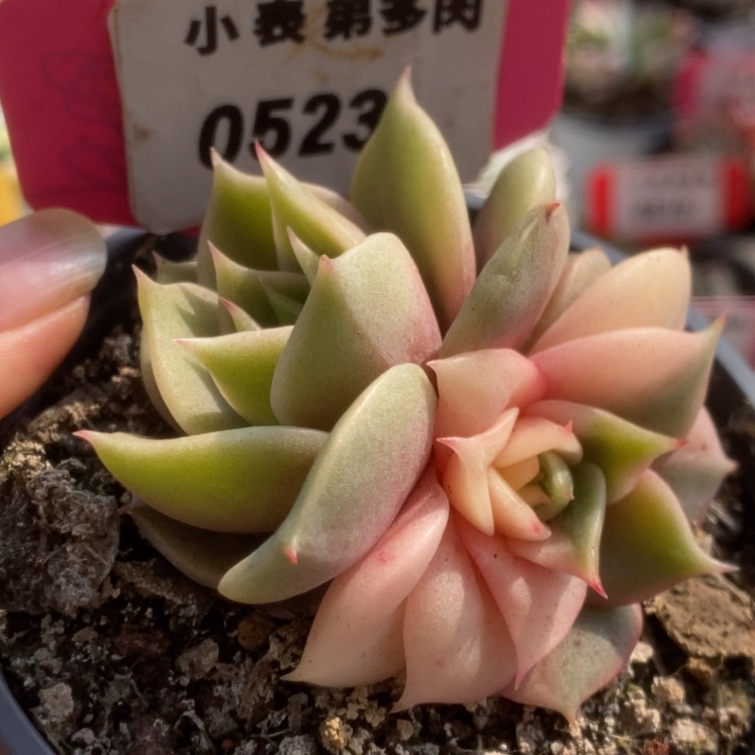 523贝加尔湖锦锦锦锦锦锦