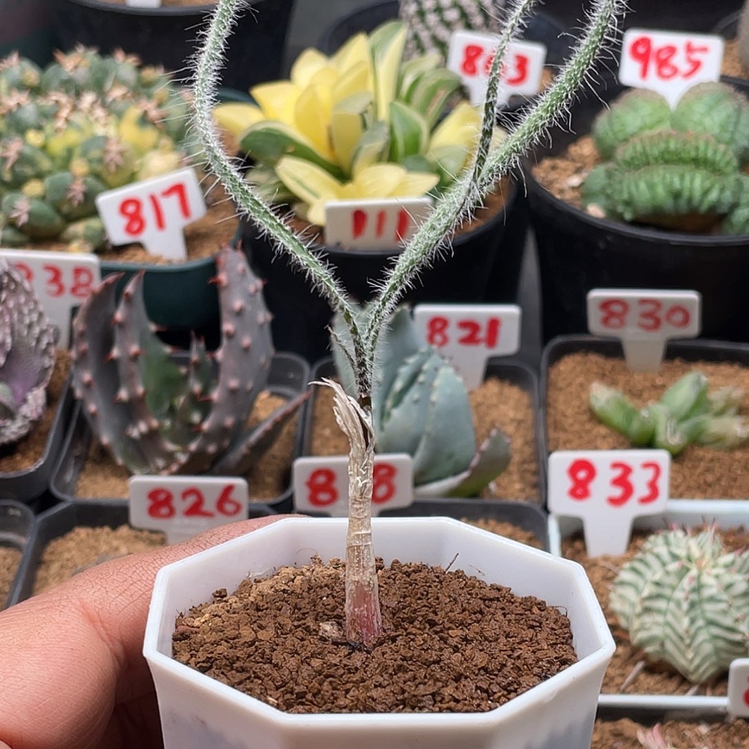 实生毛叶金刚钻弹簧草