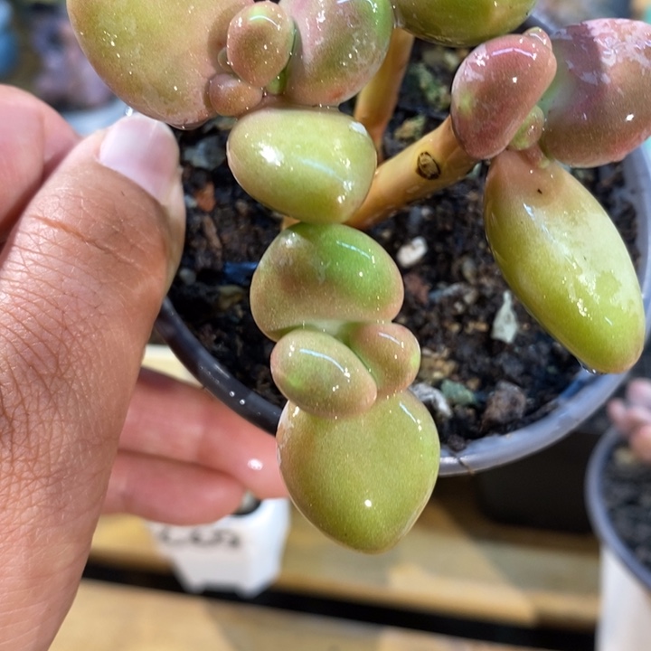 604芒果奶，4头群啊啊啊啊