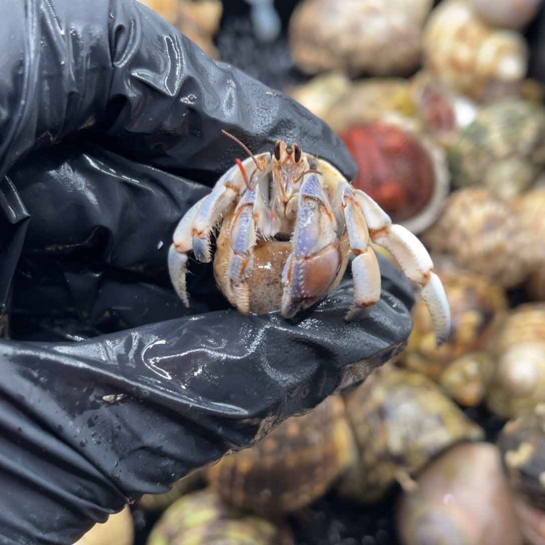 不退不换谢谢支持34