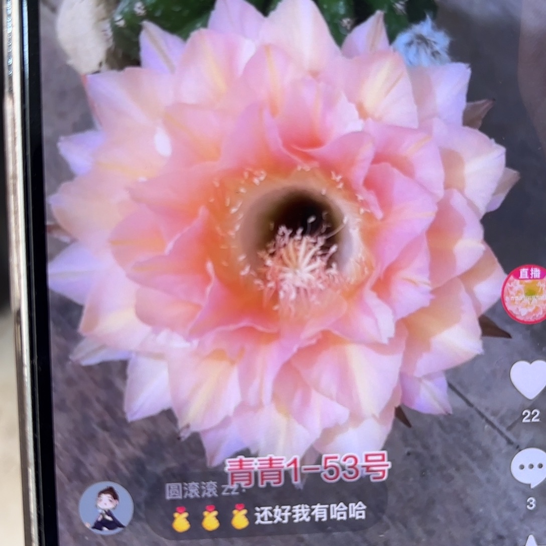 彩草1-53号侧牙4公分左右