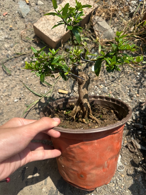 精品石榴树-当年结果室内室外易成活造型美观花