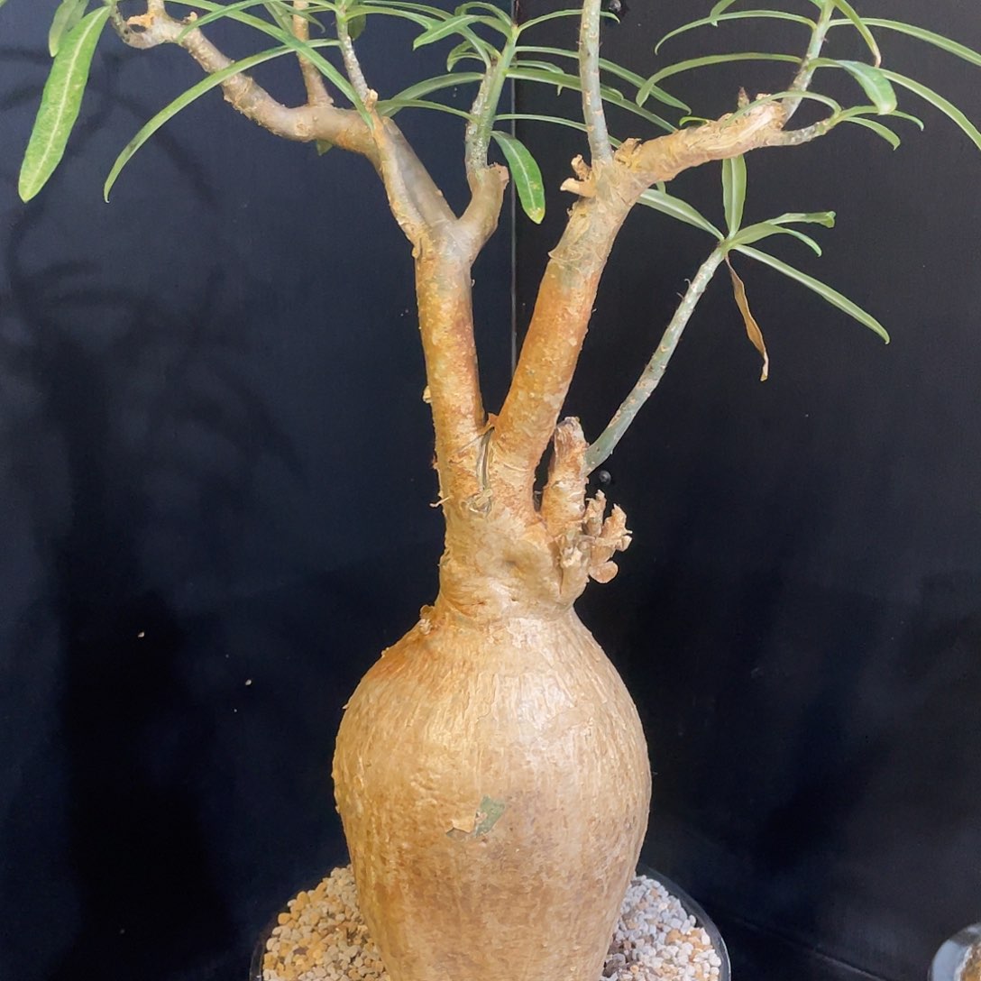 花瓶桩原地索马里沙漠玫瑰