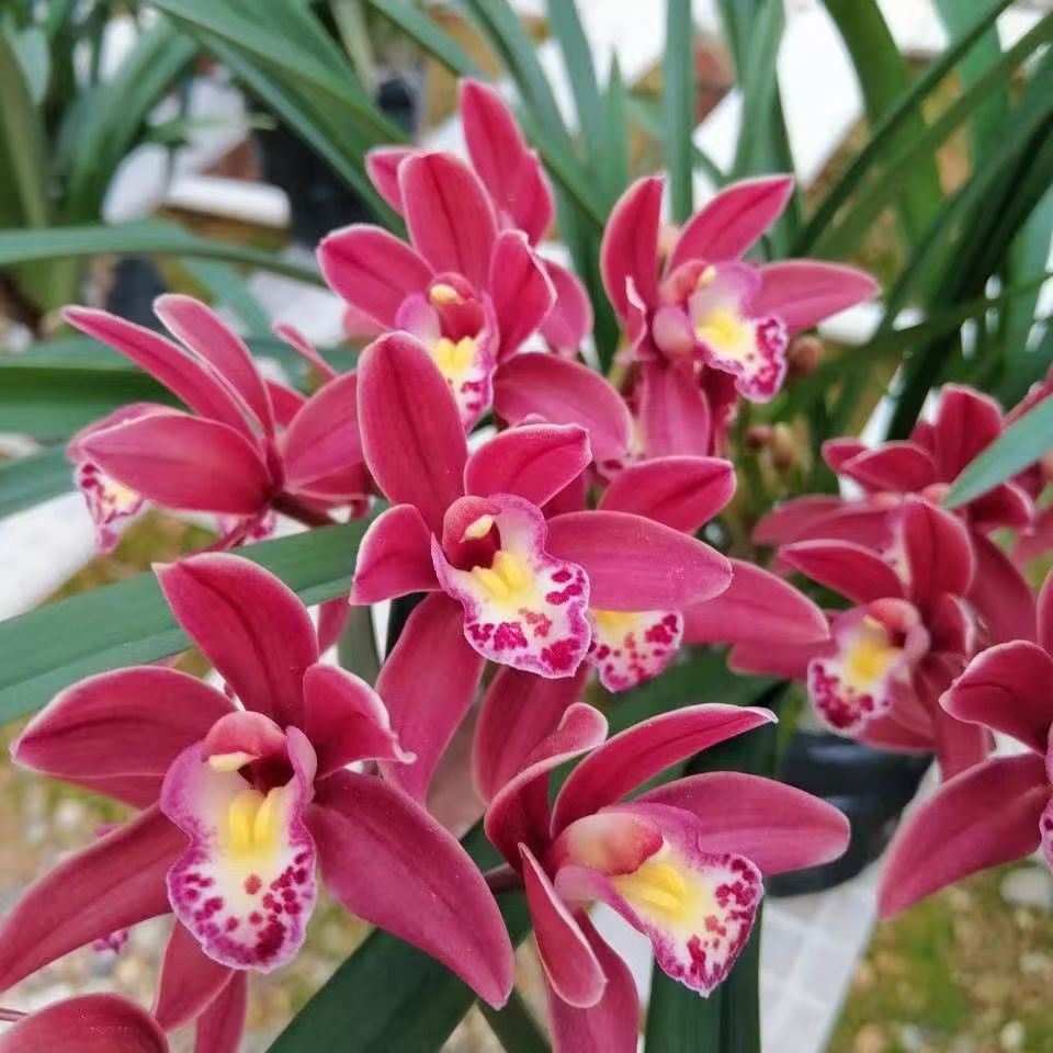 兰花-国兰名品【蜜蜂兰带3-5支花剑】兰花绿植室内外浓香型好养