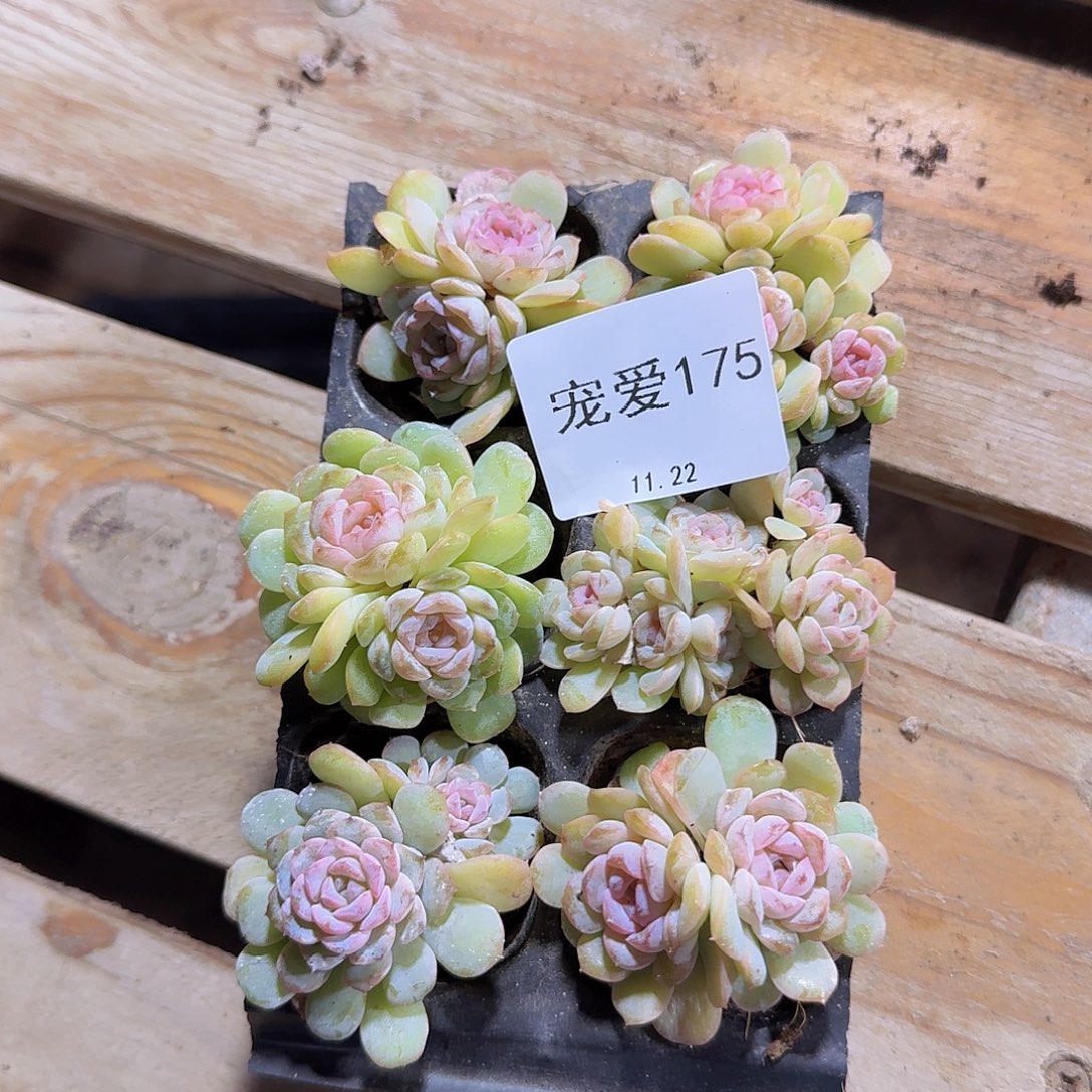 直播福利一物一拍175