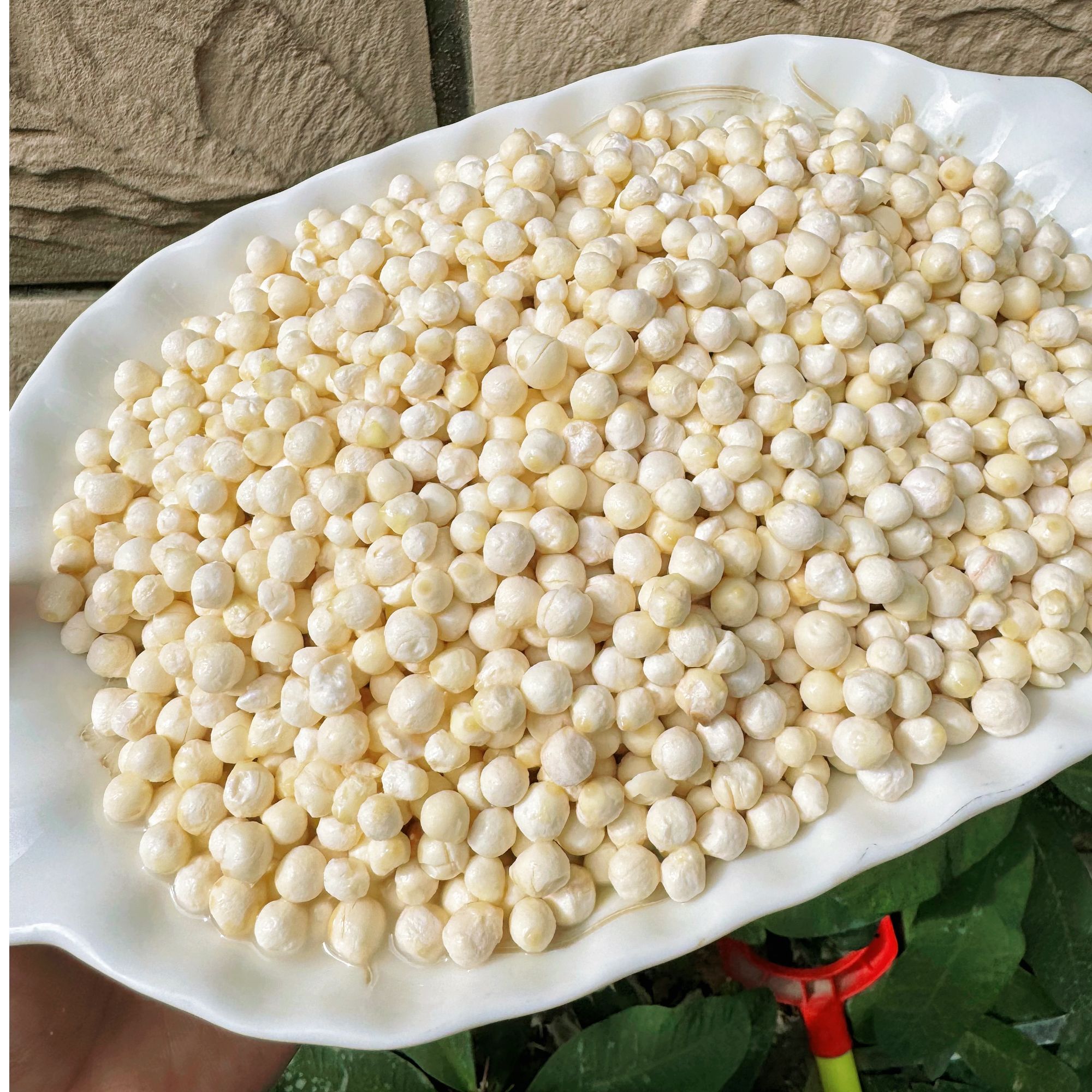 【郑东升】 鲜芡实