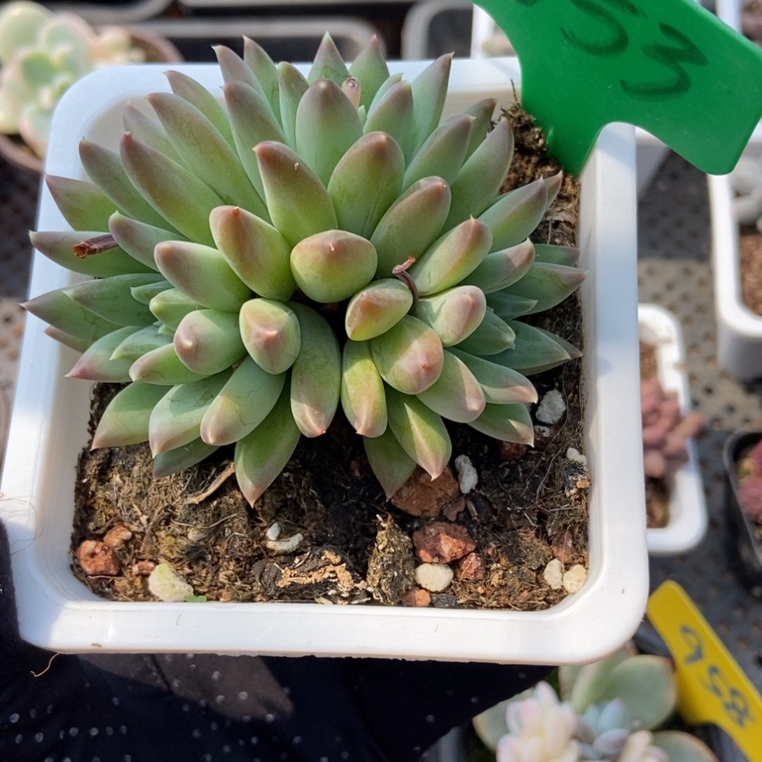 1653青花瓷多肉植物保护