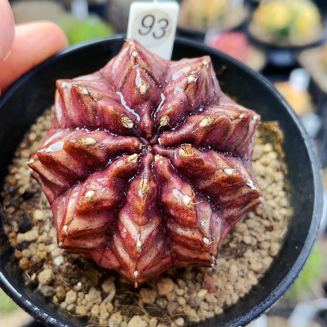 非偏远地区满25包邮