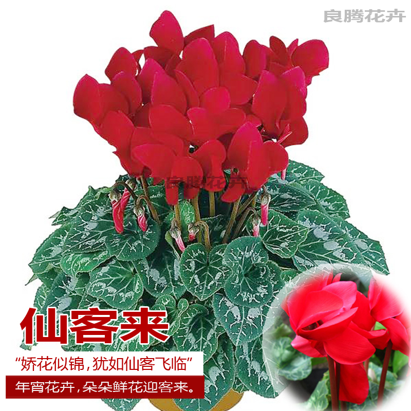 仙客来盆栽大花带花苞发货室内阳台四季开花耐寒观花植物兔子花