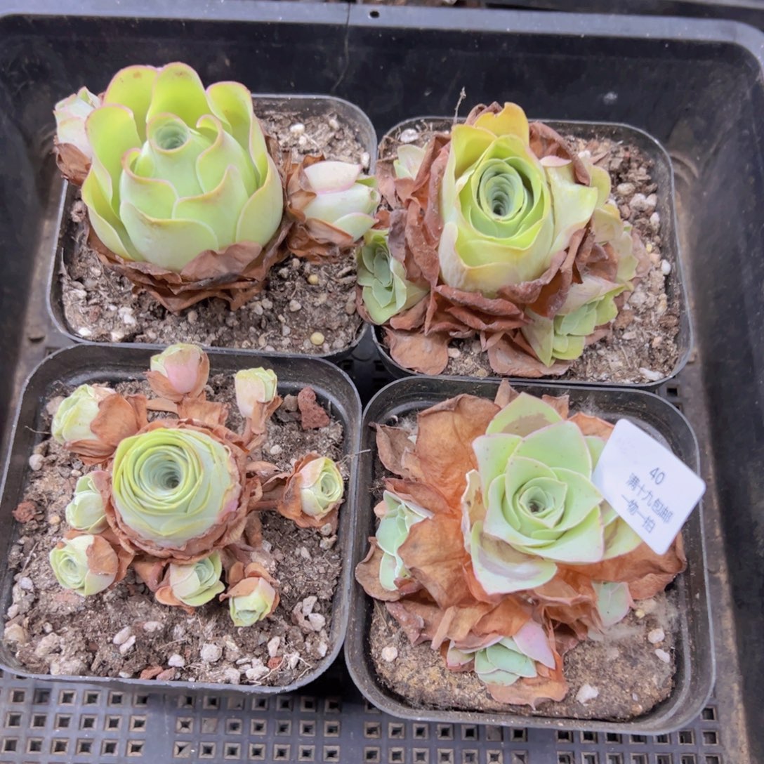 40 侧牙掉了不包损无售后