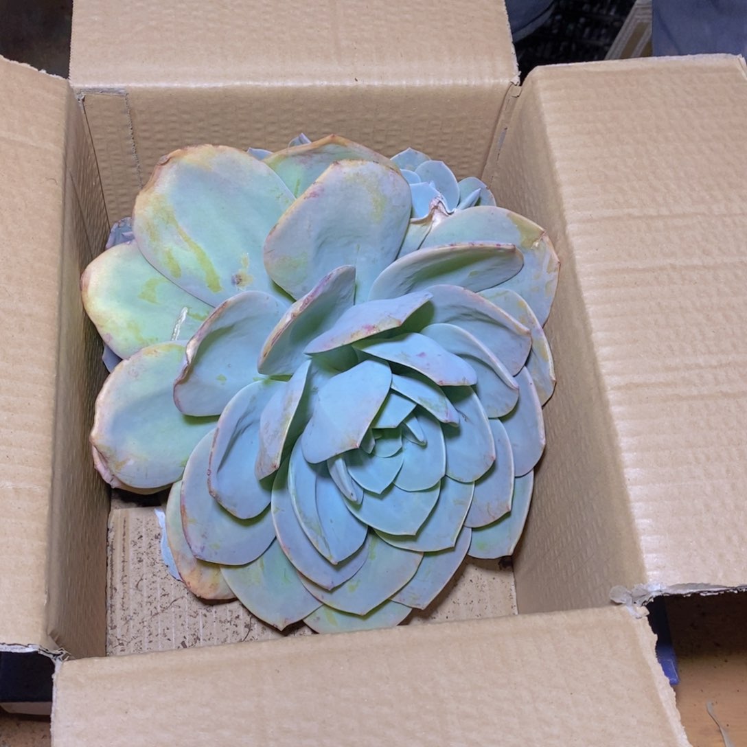 九**?瑕疵白凤一颗（不包损）