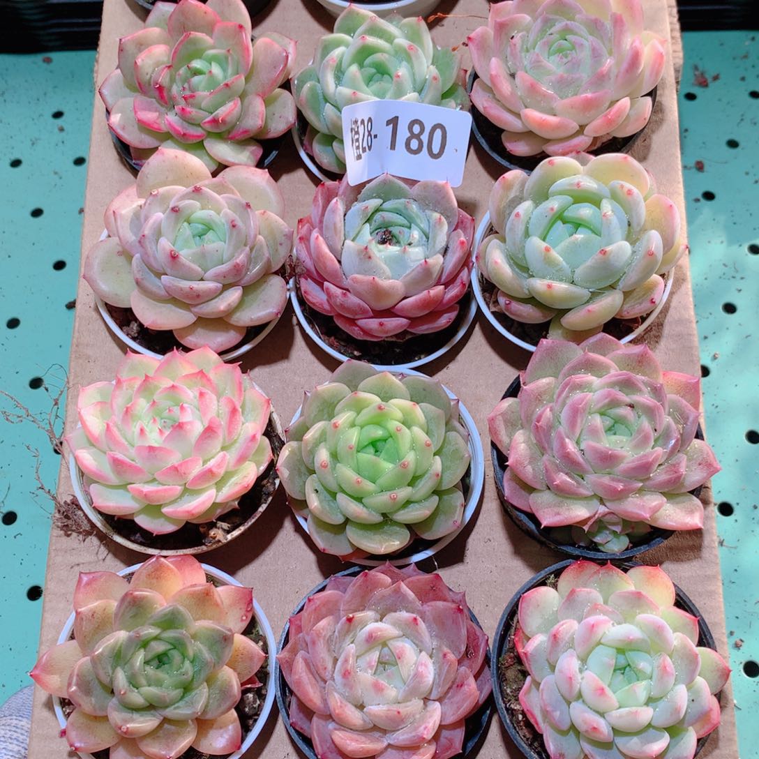 28-180一物一拍多肉带盆18颗