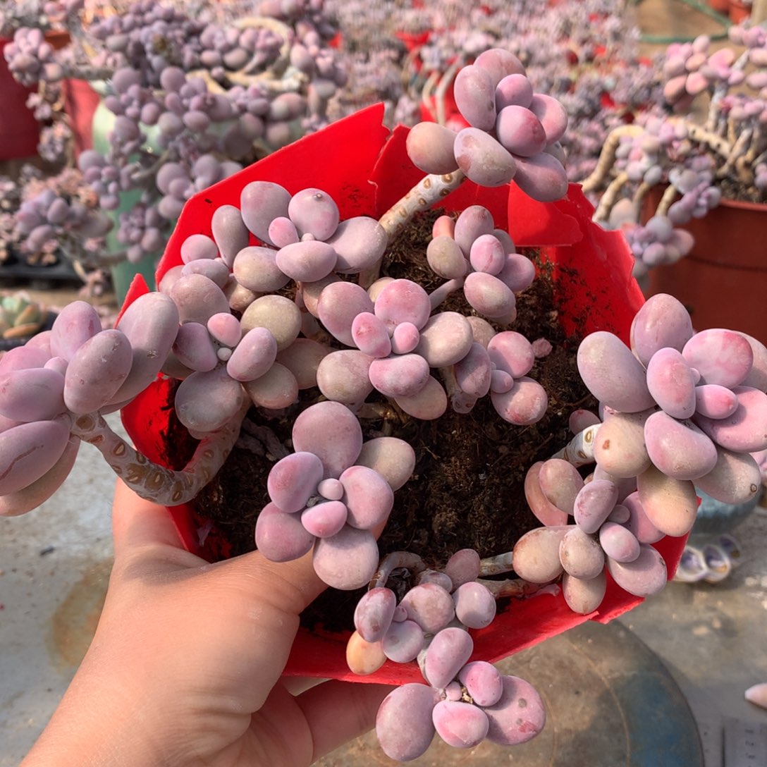 桃蛋老桩不包整2号