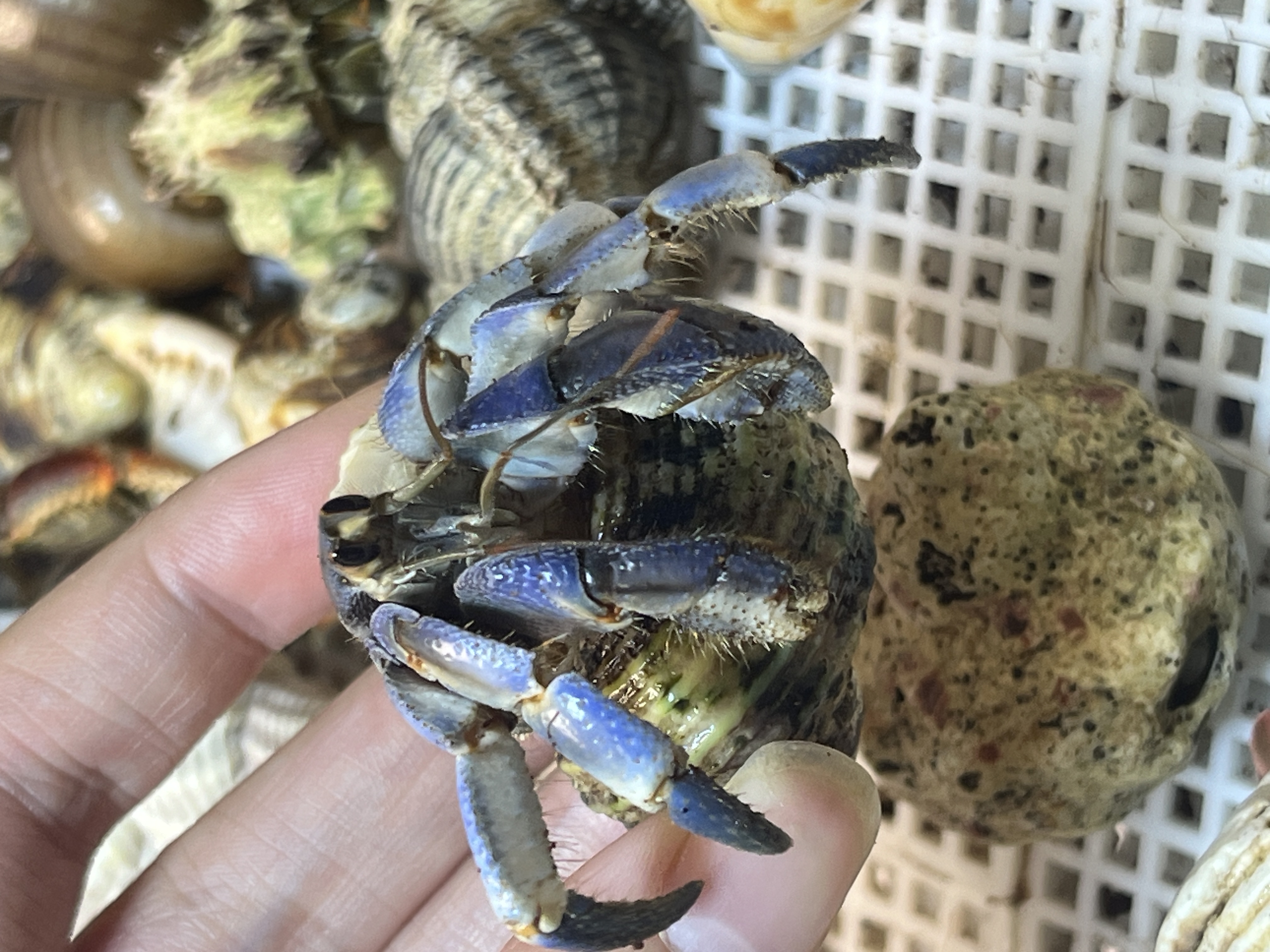 直播挑选不同颜色品种的寄居蟹宠物蟹萌宠