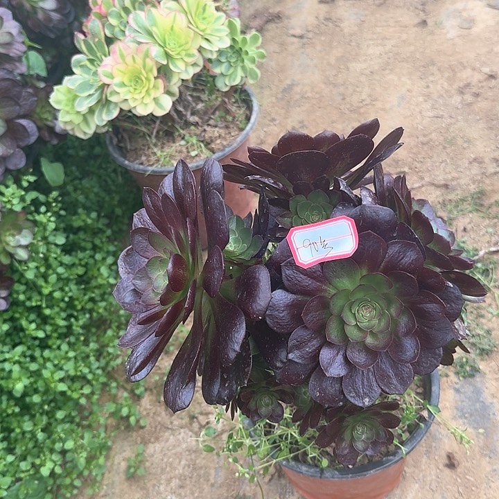 多肉植物法师90号无售后