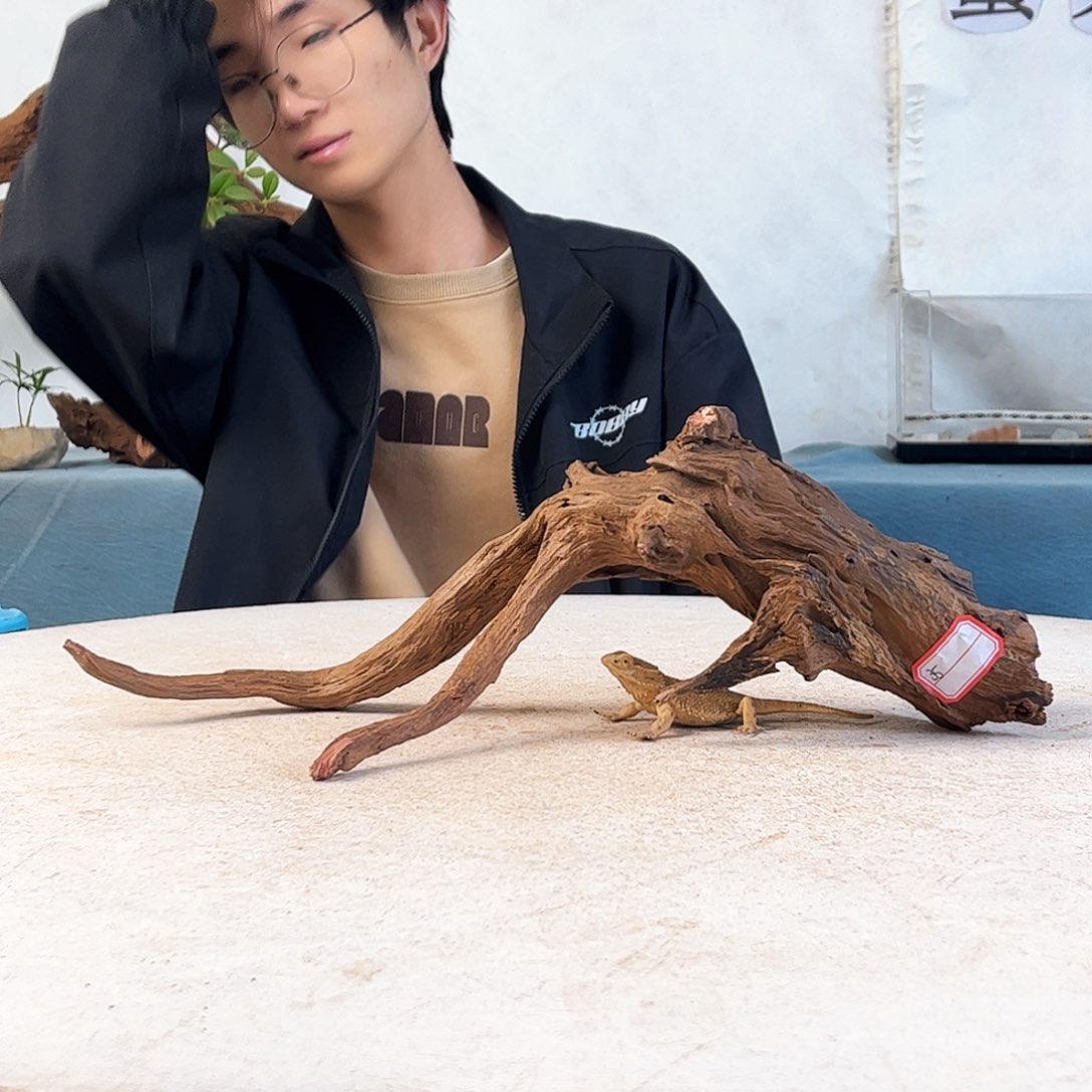 婴***婴沉木造景爬宠造景