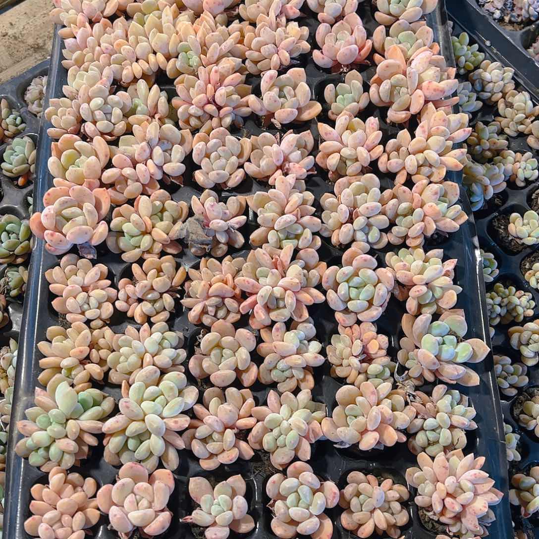 直播福利一物一拍204