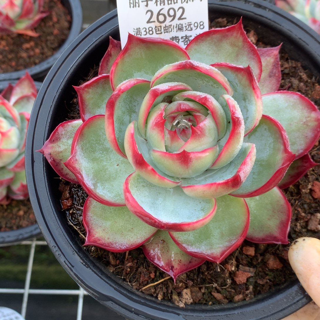 2692号多肉植物惊鸿10厘米