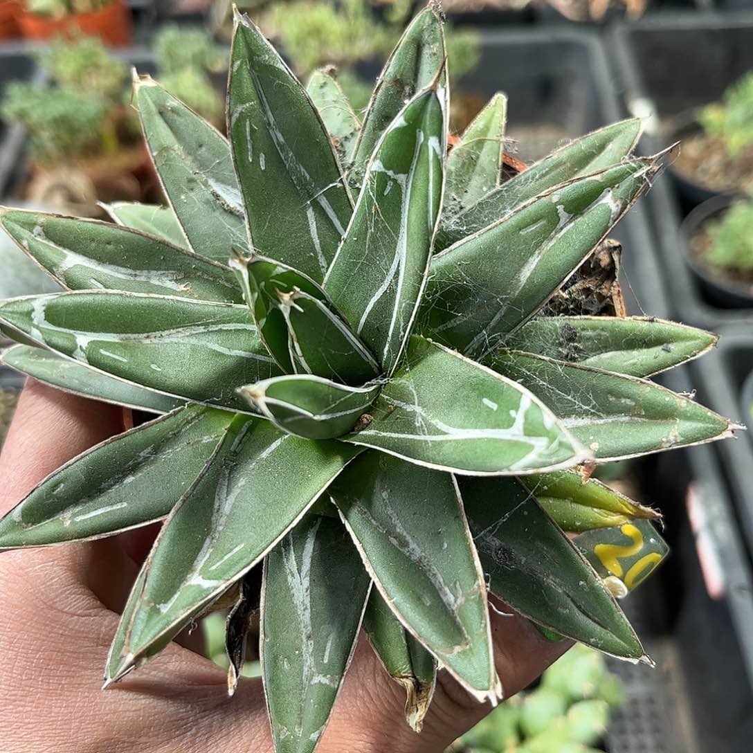 笹之雪单头发货有根发货