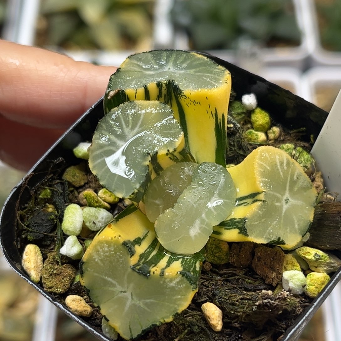 20巨大化极上斑玉龙万象锦福利专场