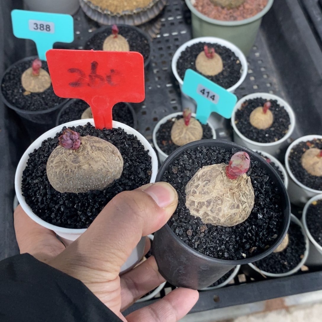 玫瑰大戟两颗多肉