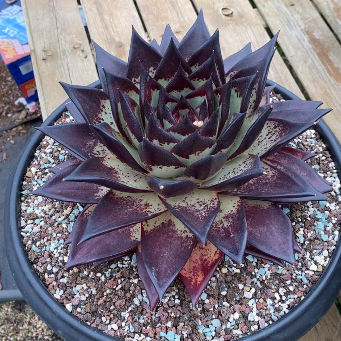 【闪购商品】宇*204-04