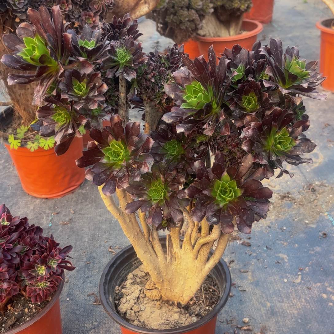 默认瑕疵 黑法师055