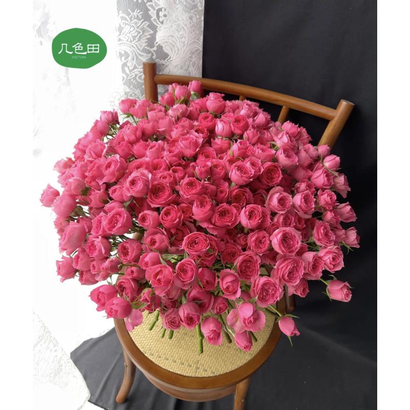 AA苏菲宝贝----多头玫瑰云南直发鲜花云南花插花鲜花 