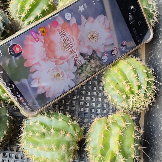 仙人球丽花百变精灵侧芽