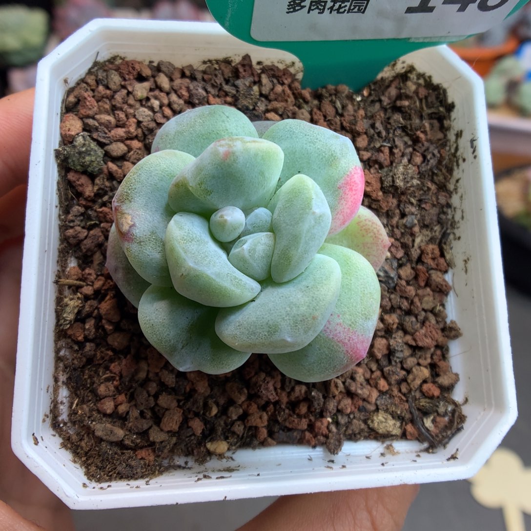 148灭心冰玉石化多肉植物