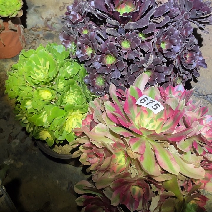 灭*器多肉植物法师675法师3颗