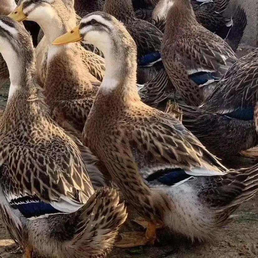 大种金锭麻鸭99元35只带框发货JF