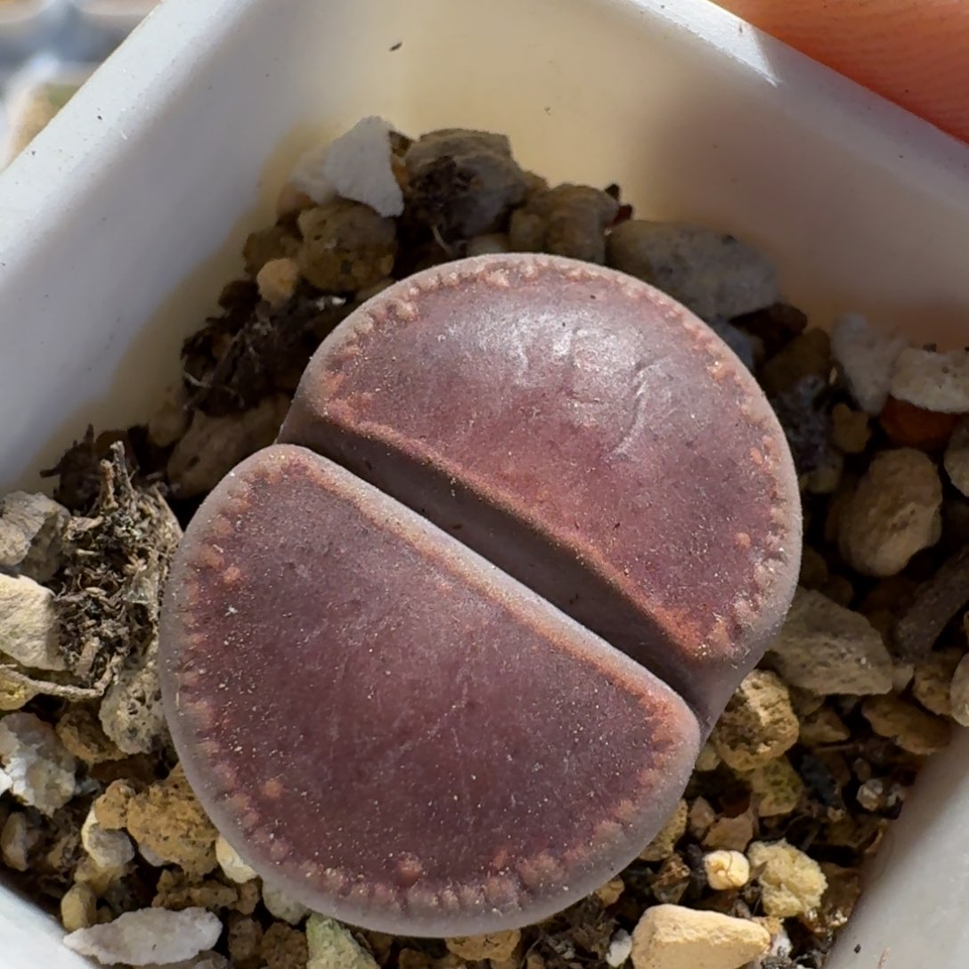 脱土发货........