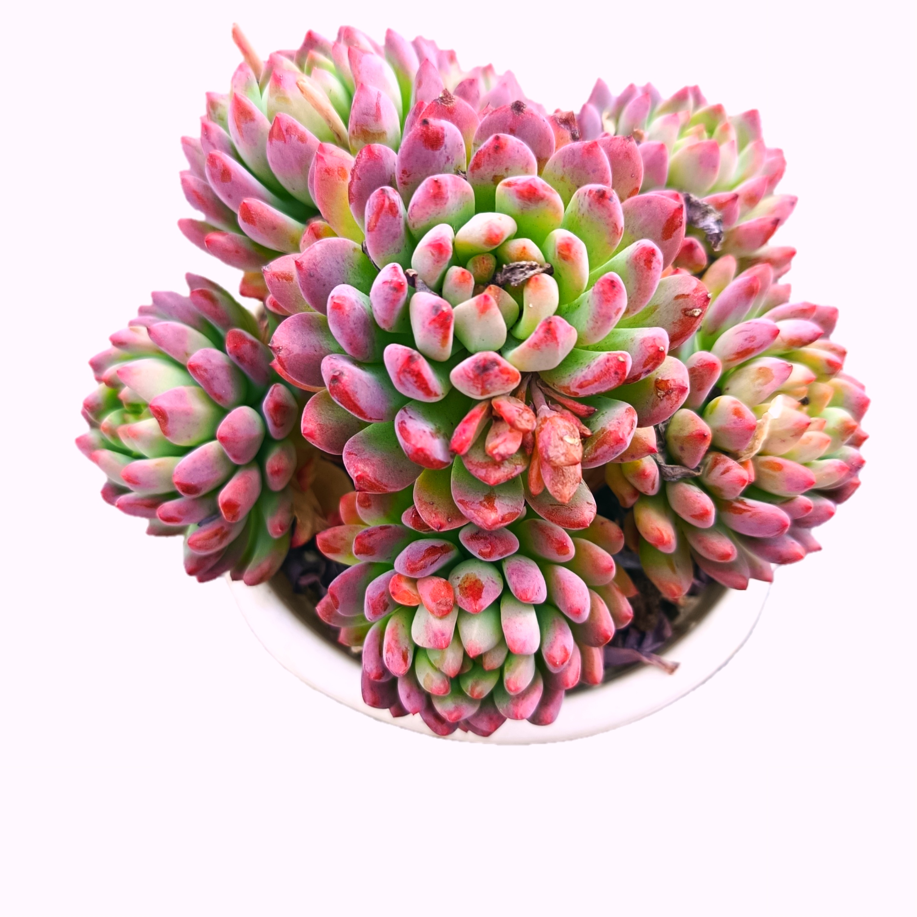 大蓝苹果多肉满15包邮 好养易活适合办公室阳台美观净化空气