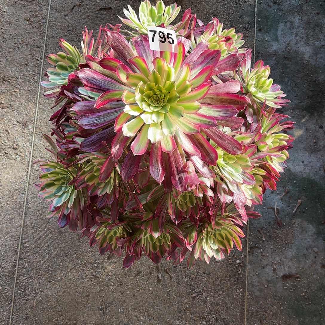 多肉法师紫薇795