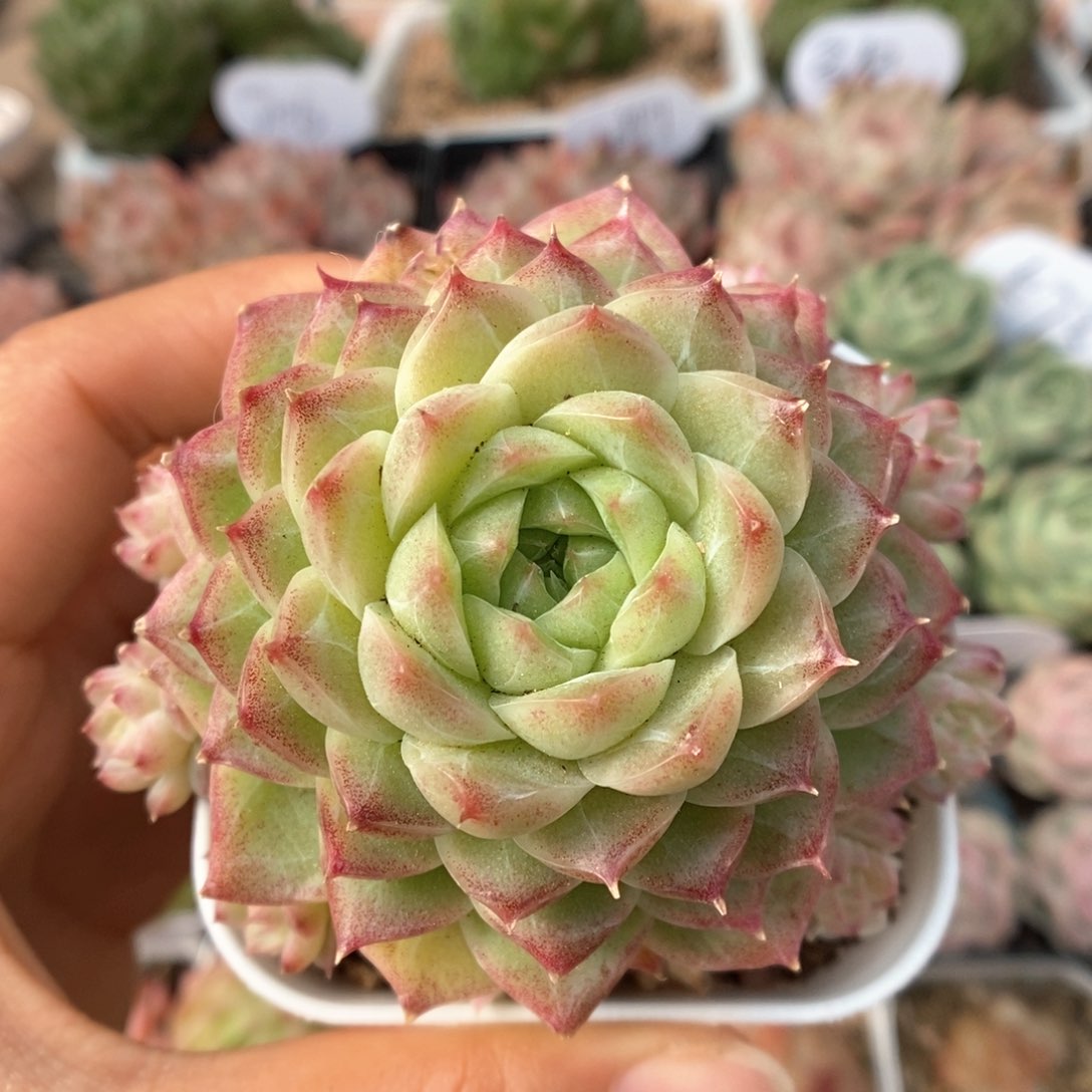 女王麦秆捧花可拍331号。  