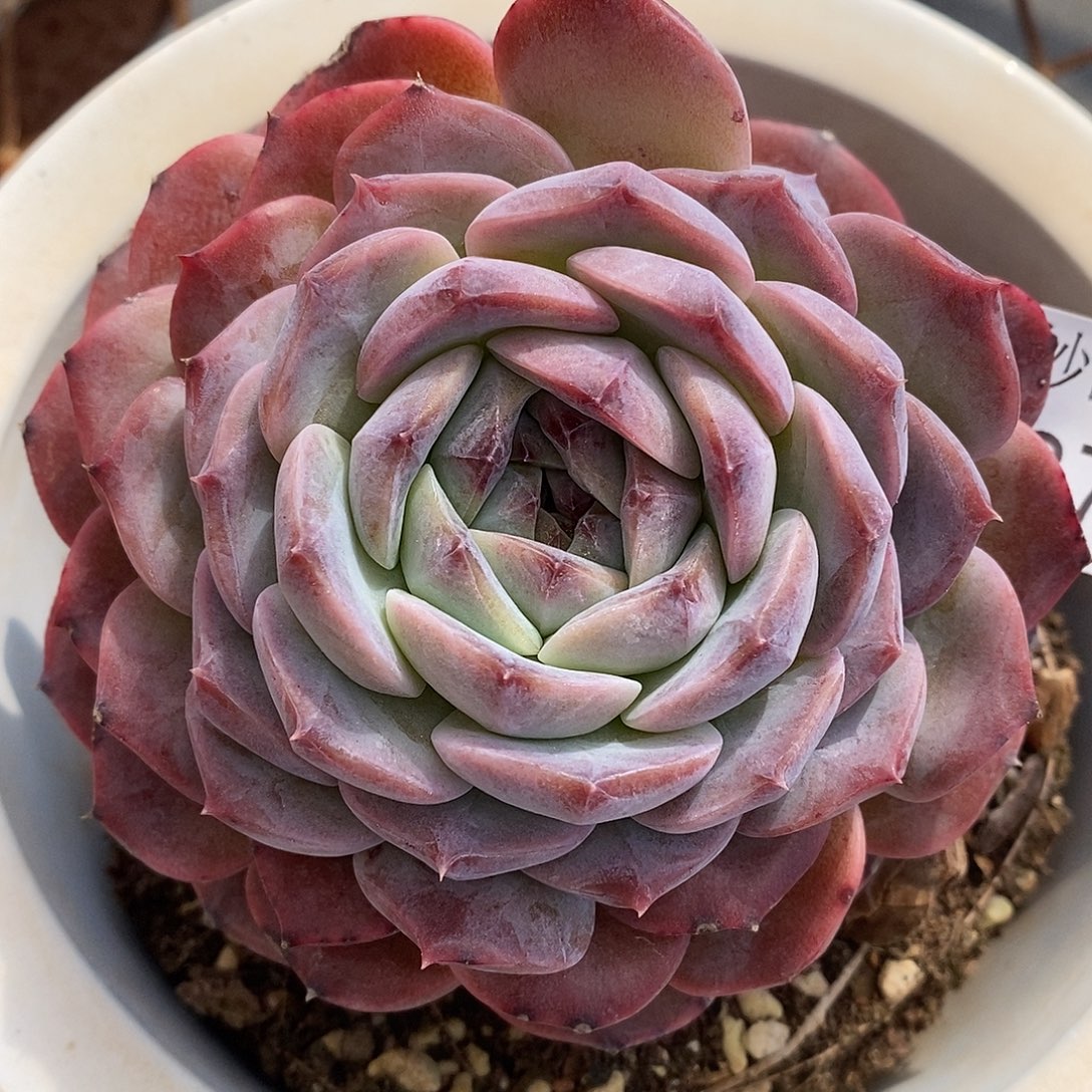 3737杂交老桩基地～11厘米