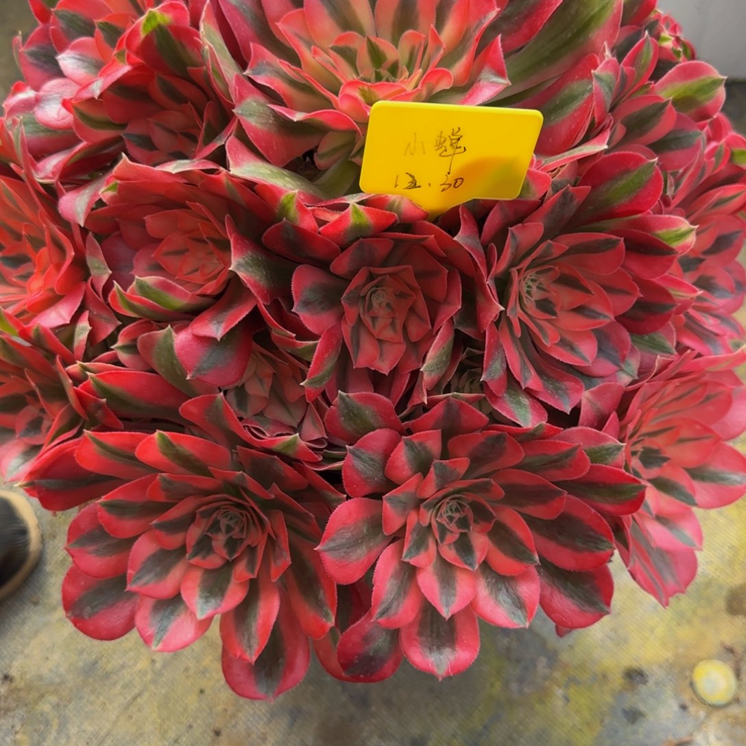 粉女巫08000000000