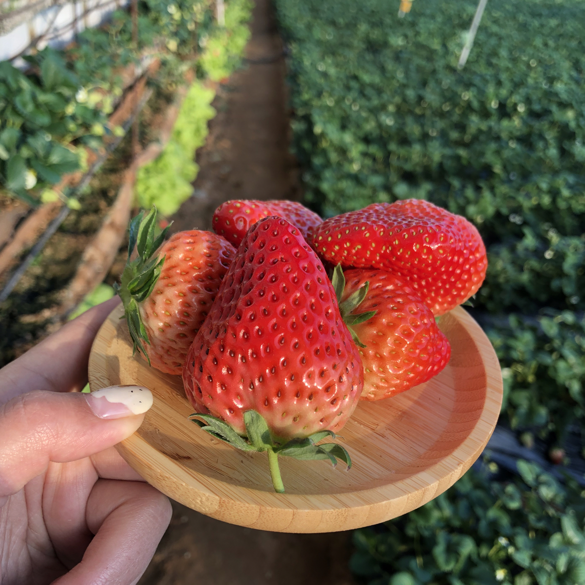 【正宗丹东九九草莓】核心产地现摘现发自产自销