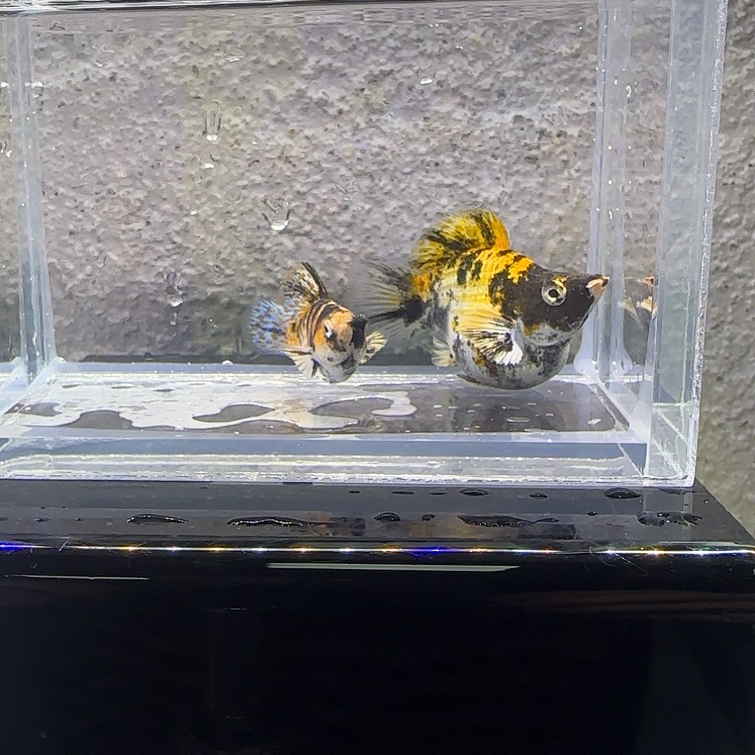 黑玛丽鱼小老虎玛丽。64号