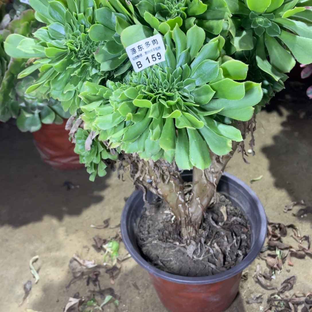 159绿缀多肉法师断枝不包