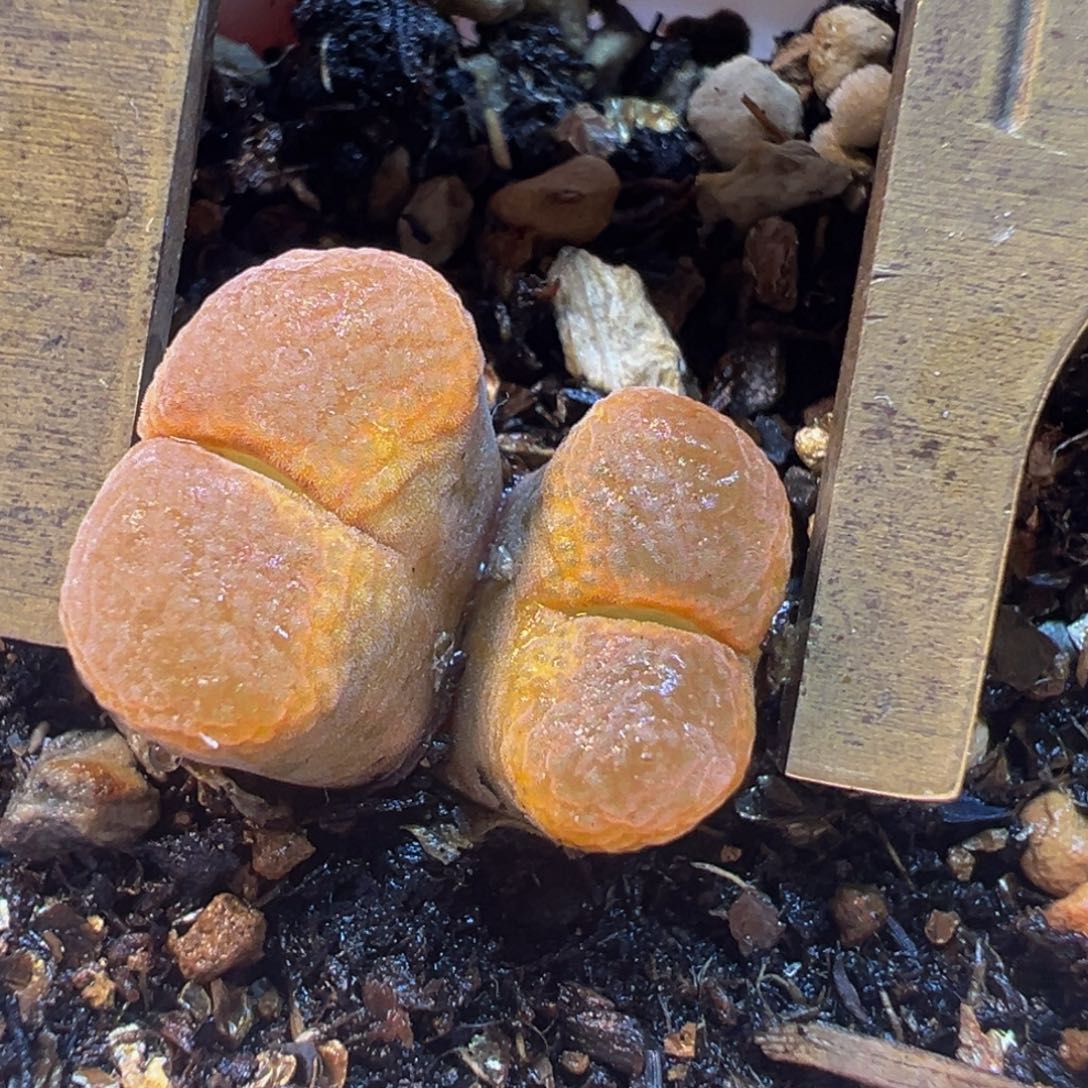 橙蛋糕多肉植物带盆