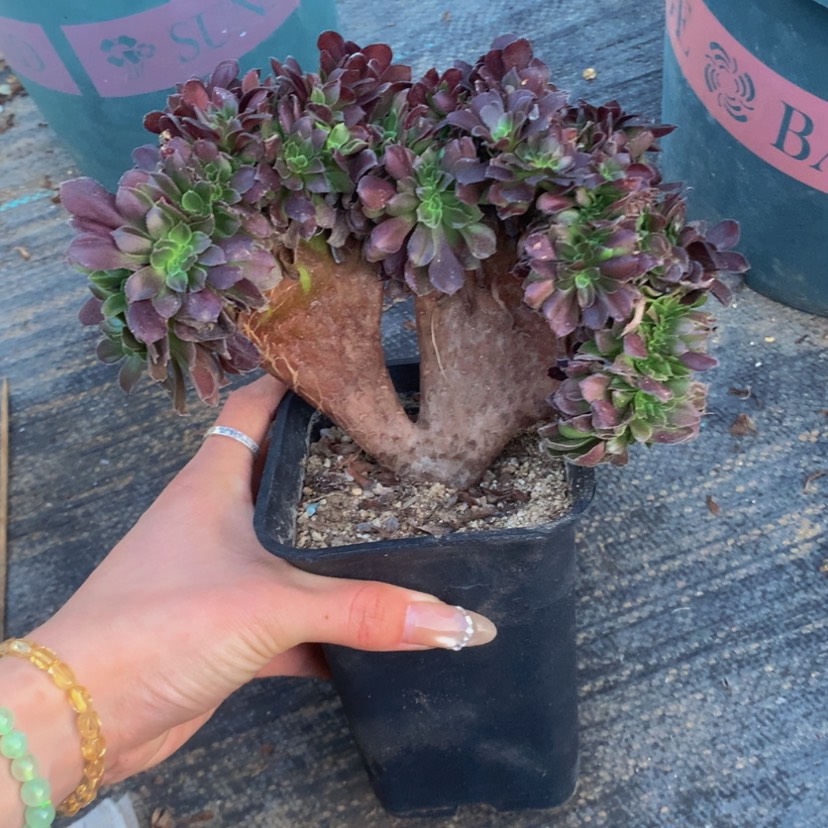 【闪购商品】用****0法师法师0699