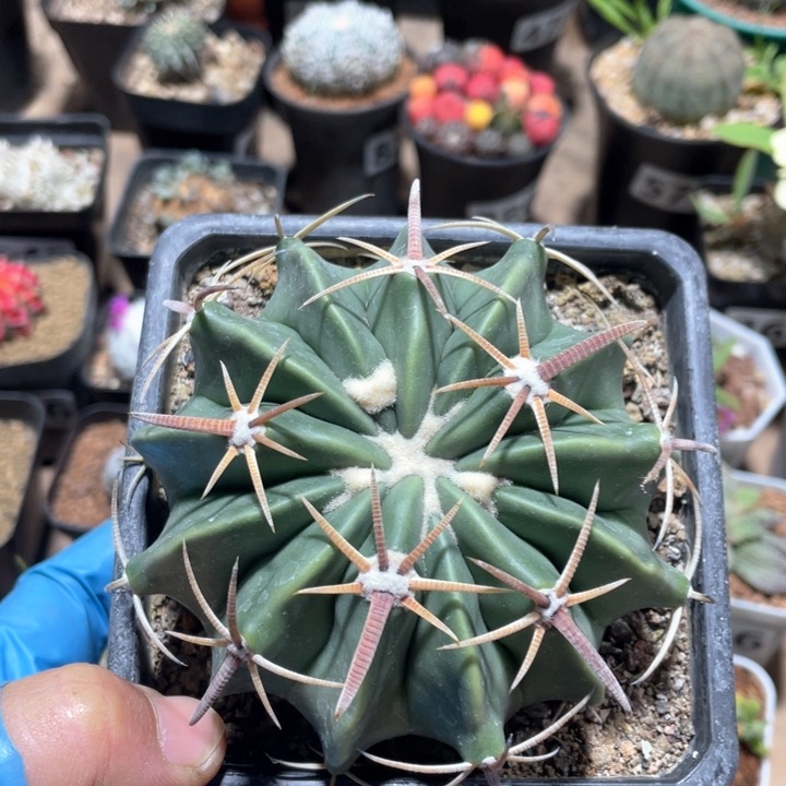 891实生大凌波仙人球